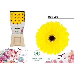 Gerbera diamond don leo