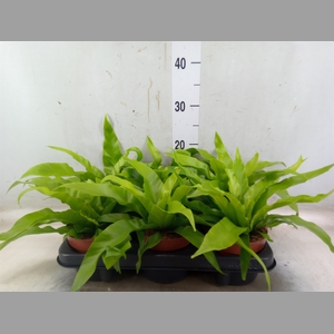 Asplenium antiquum