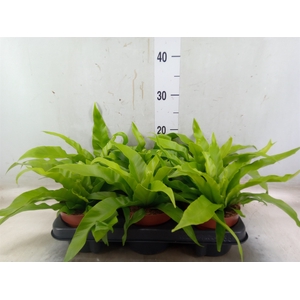 Asplenium antiquum