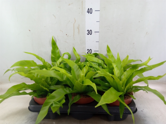 <h4>Asplenium antiquum</h4>