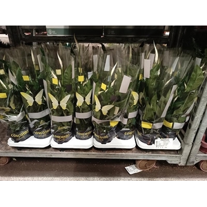 Spathiphyllum Sweet Curiosa