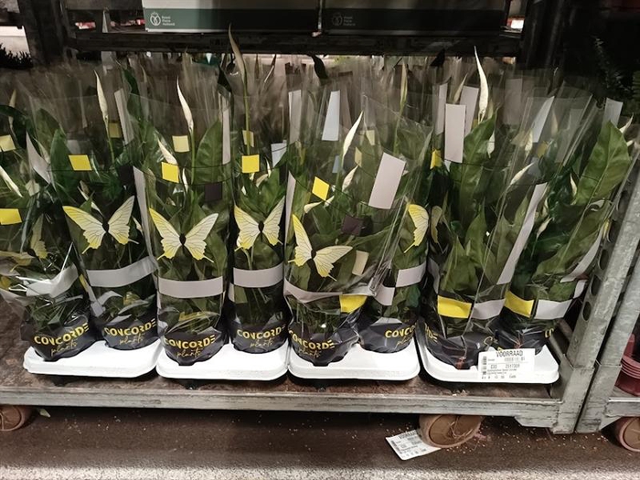 Spathiphyllum Sweet Curiosa