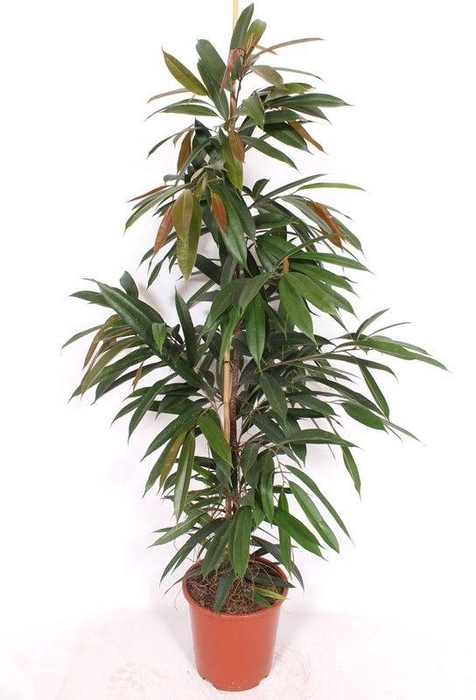 <h4>Ficus Amstel King</h4>
