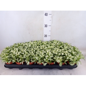 Fittonia  'Mosaic White Forest Fla'