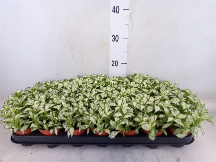 <h4>Fittonia  'Mosaic White Forest Fla'</h4>