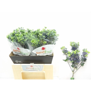 ERYNG PL MAG PURP ST