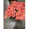 Dahlia Sebastian