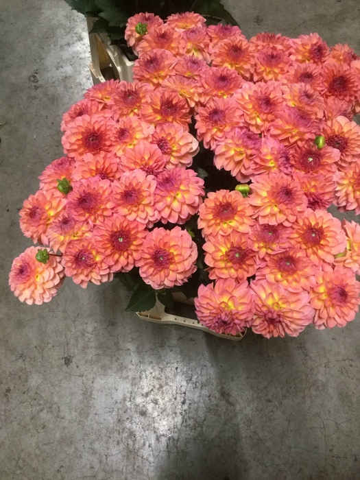 Dahlia Sebastian