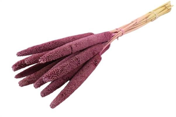 Bunch Babala 10pcs Slv L65