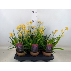 Anigozanthos   ...