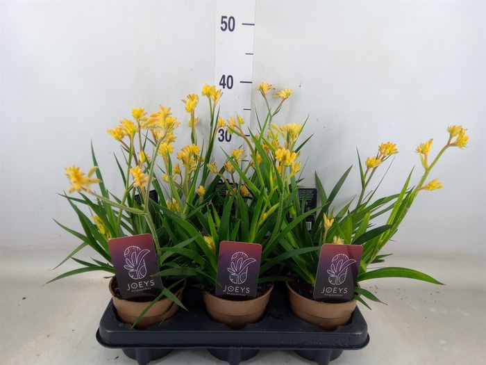 <h4>Anigozanthos   ...</h4>