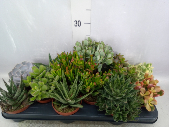 <h4>Succulents   ...</h4>