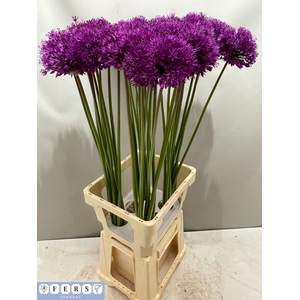 ALLIUM PURPLE SENS