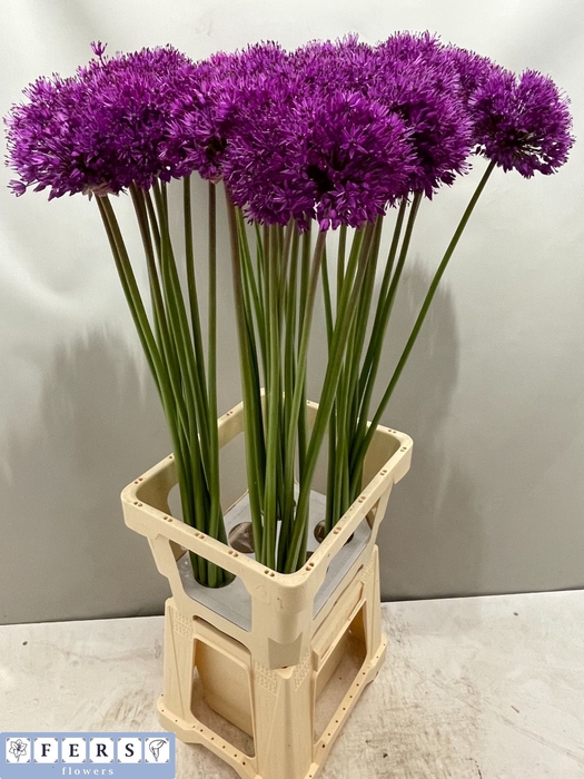 <h4>ALLIUM PURPLE SENS</h4>