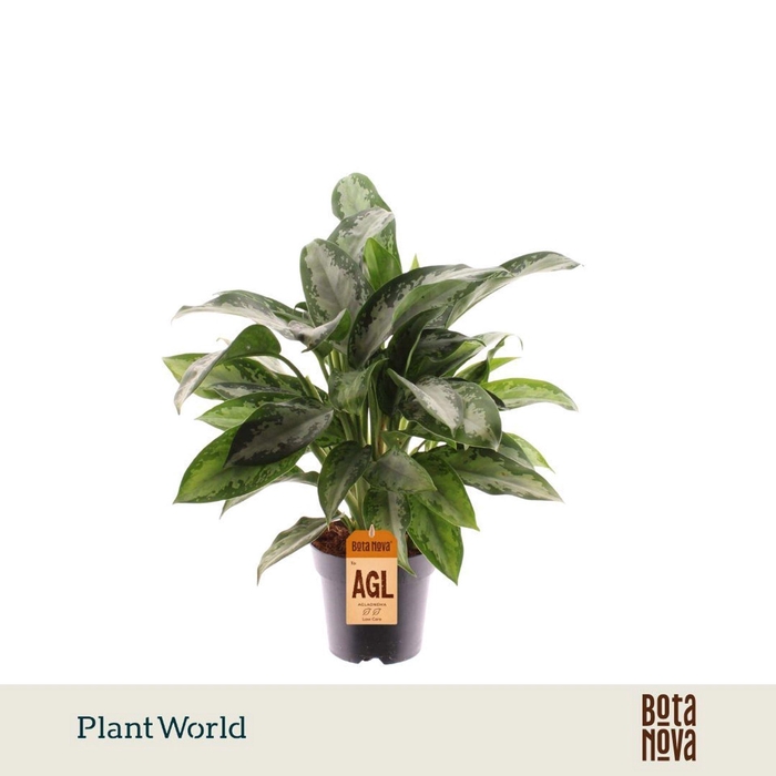 <h4>Aglaonema Jubilee</h4>