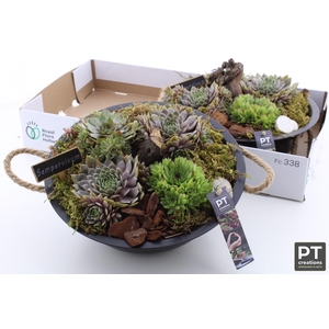 ARR SEMPERVIVUM