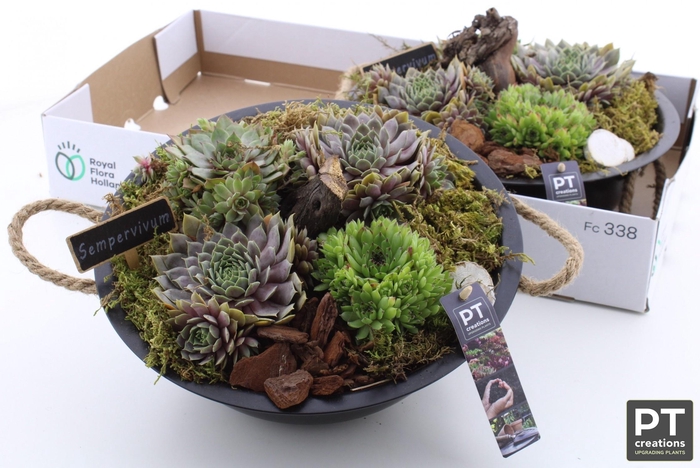 <h4>ARR SEMPERVIVUM</h4>