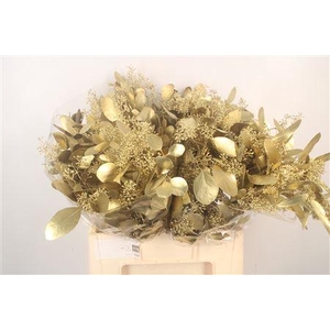 Euca Populus Berry V Gold