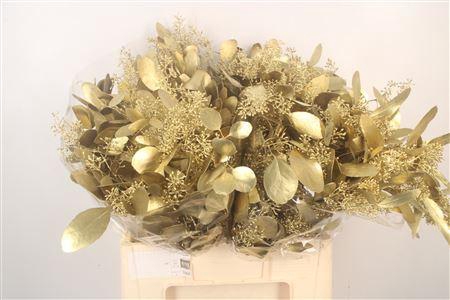 <h4>Euca Populus Berry V Gold</h4>
