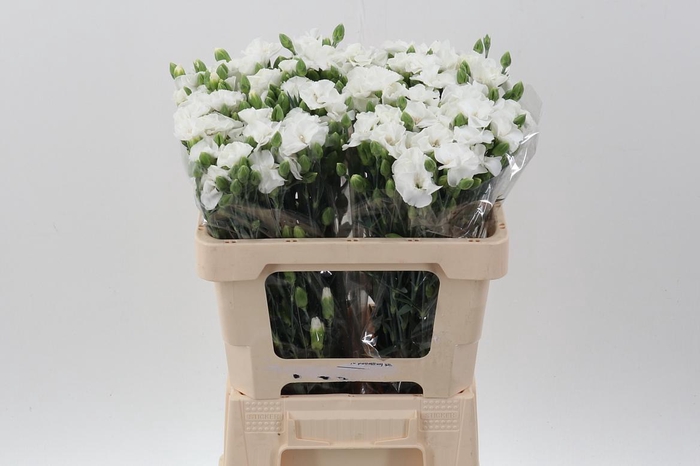 <h4>Di Solomio Ard It</h4>