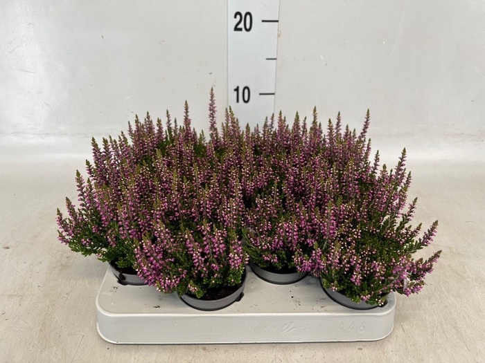 <h4>Calluna vulg. 'Beauty L Renate'</h4>