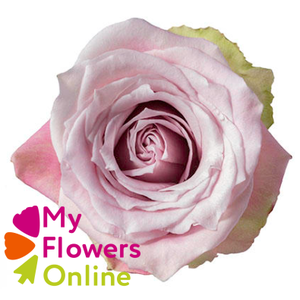 R Gr Faith Pink 50cm EC