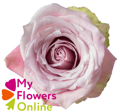 R Gr Faith Pink 50cm EC