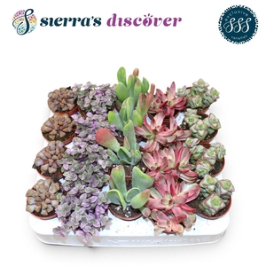 SUCC OV