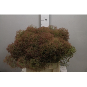 Cotinus C Young Lady De
