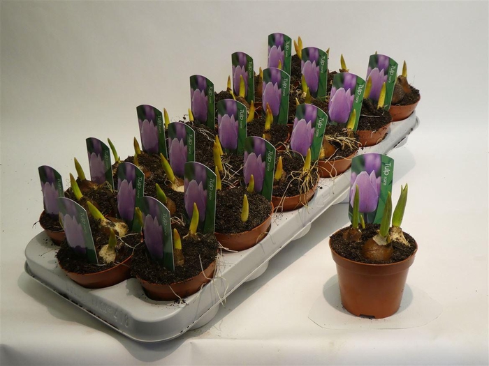 <h4>arr8 Tulp Pink</h4>