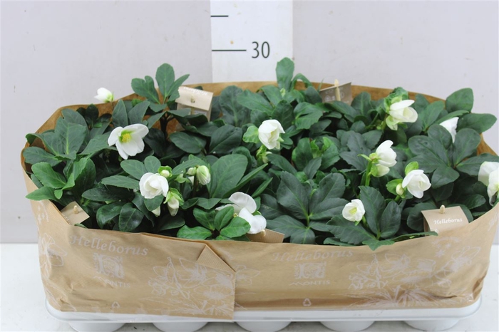 <h4>Helleborus Ni Chr Carol 12+</h4>