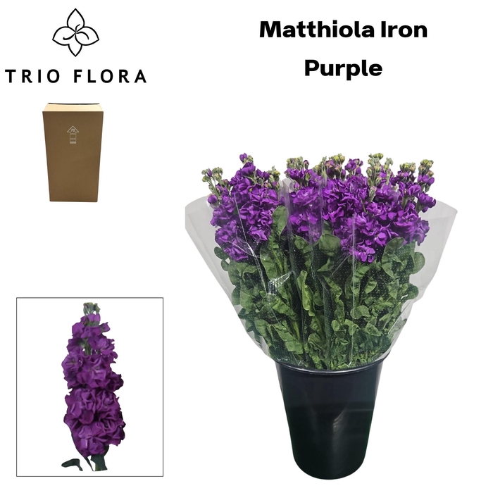 <h4>MATTH IRON PURPLE Aqua Box 60</h4>