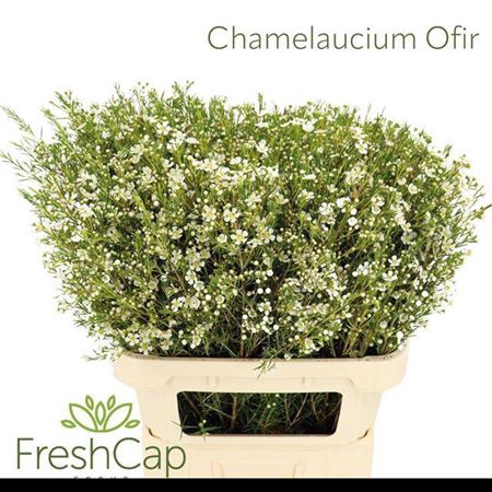 <h4>Chame Un Ofir</h4>