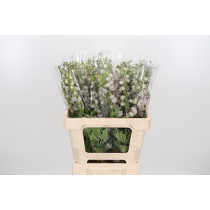 Delphinium El Overig