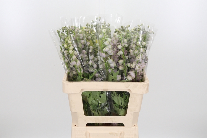 <h4>Delphinium El Overig</h4>
