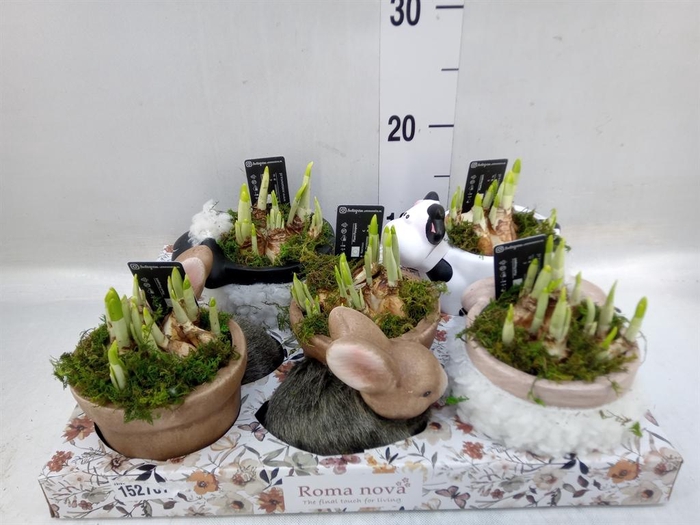 <h4>Arr.  Narcissus</h4>