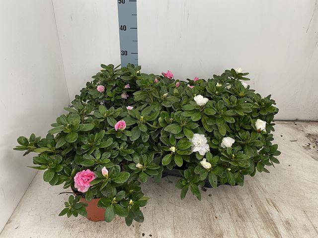 <h4>RHODO SI VOGEL GEM</h4>