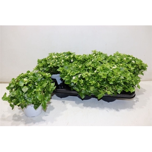 Exacum White Star