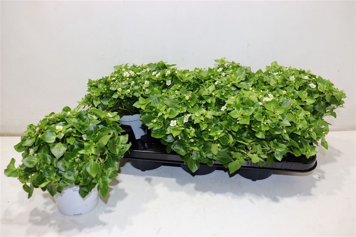 <h4>Exacum White Star</h4>