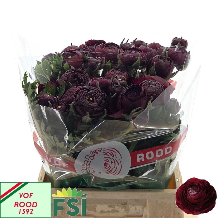 <h4>Ran Aazur Bordeaux</h4>