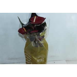 ANTHURIUM DELICATA P17