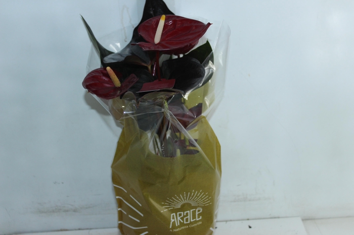 <h4>ANTHURIUM DELICATA P17</h4>