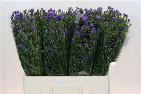 <h4>Ast Casamare</h4>