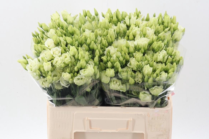 <h4>Eus G Rosi Green</h4>