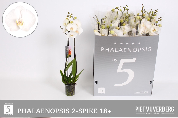 <h4>PHAL OV WIT</h4>