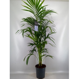 Howea forsteriana