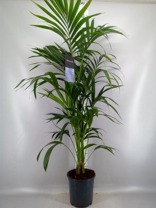 <h4>Howea forsteriana</h4>