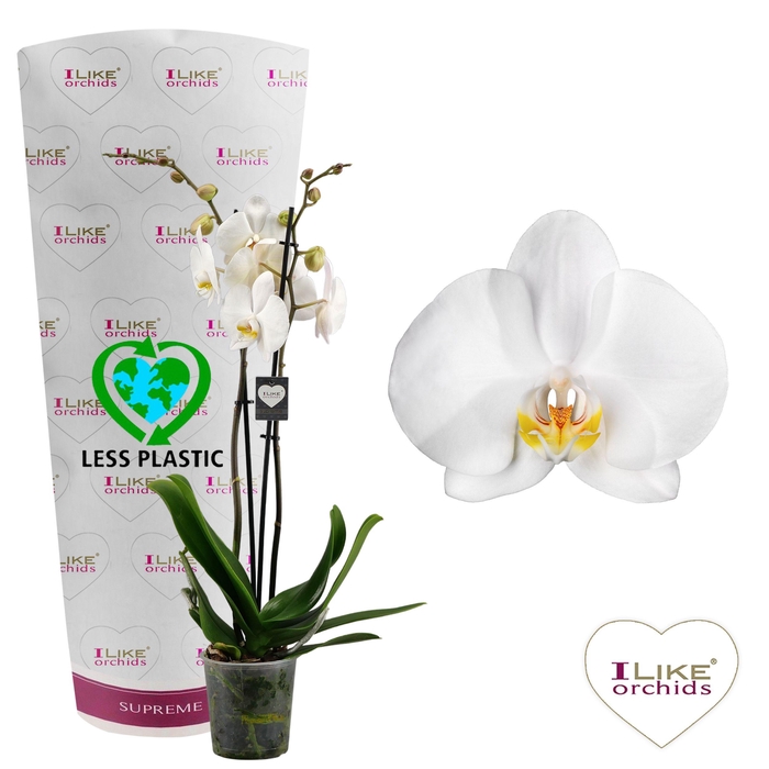<h4>Phalaenopsis Cambridge - 2 tak 70cm (Less Plastic)</h4>