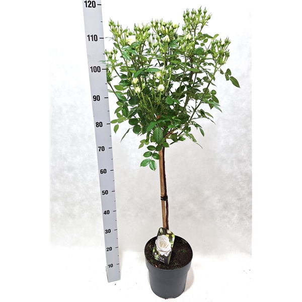 <h4>Roos op stam grootbloemig P23 Clear</h4>