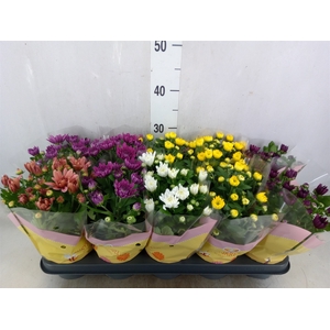 Chrysanthemum   ..rosebud mix